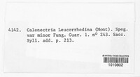 Image of Dimerosporiella leucorrhodina